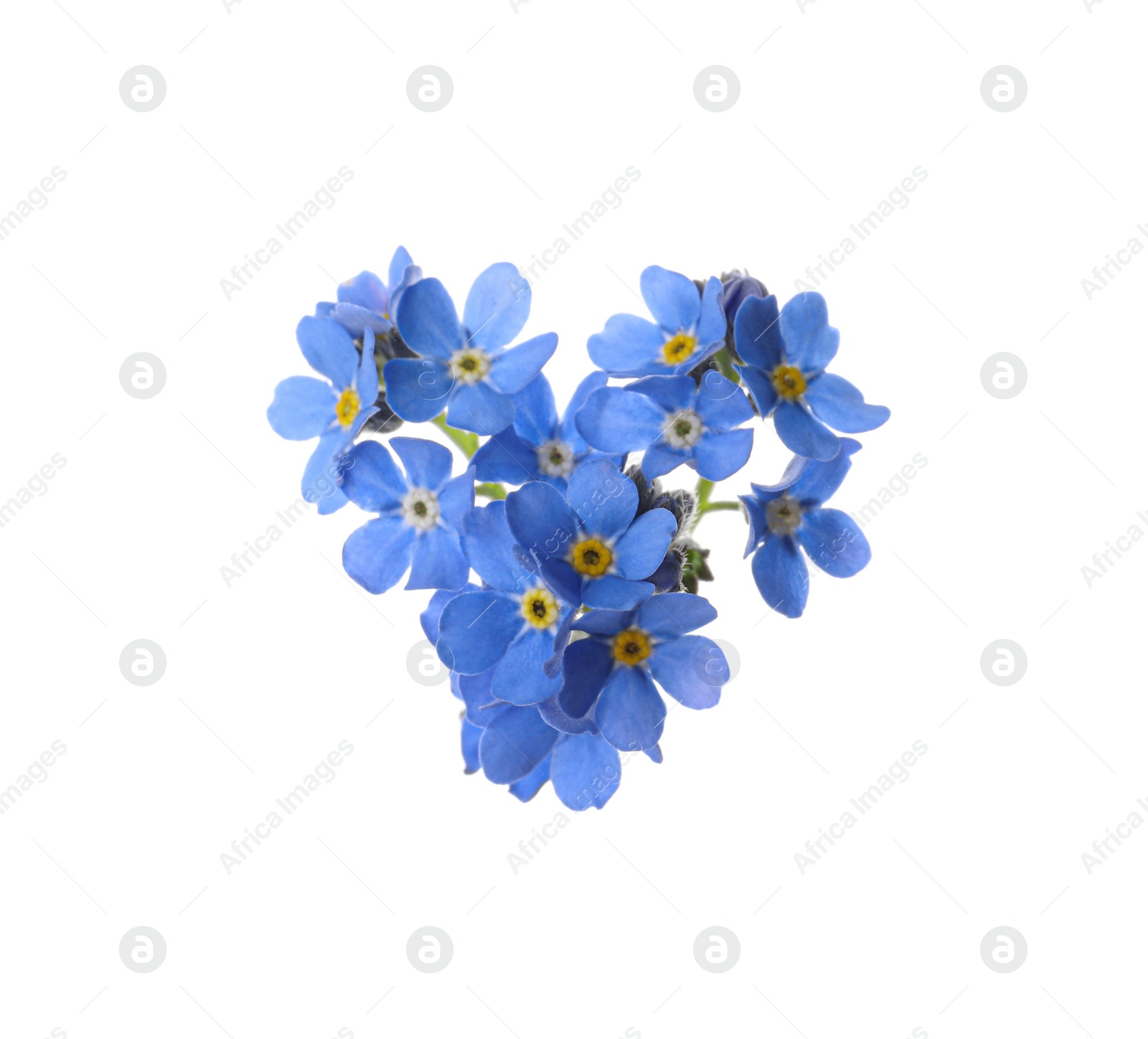 Photo of Heart made with blue Forget-me-not flowers isolated on white