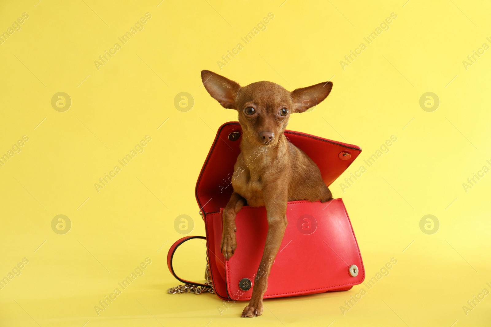 Photo of Cute toy terrier in female handbag on color background, space for text. Domestic dog