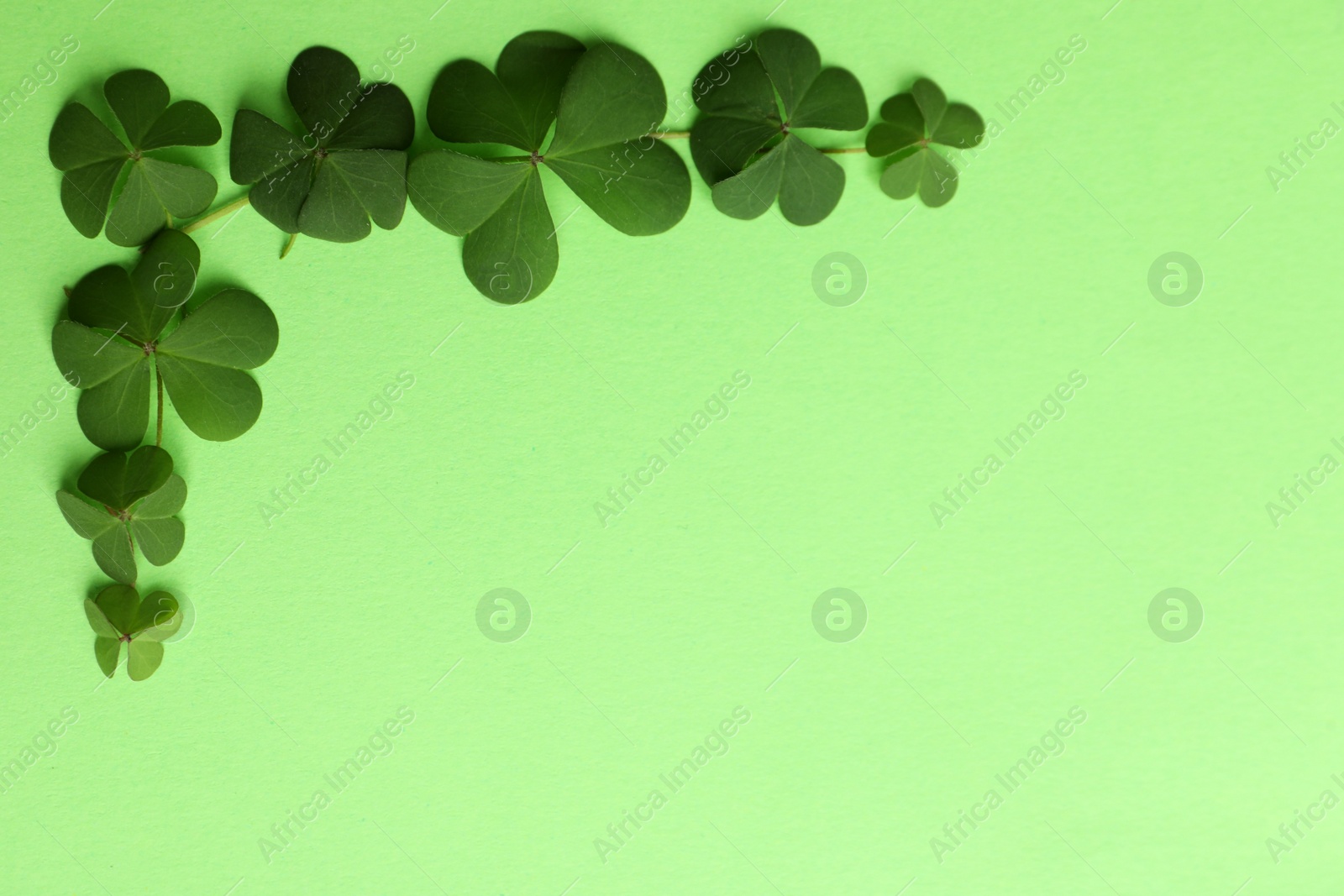 Photo of Clover leaves on green background, flat lay with space for text. St. Patrick's Day symbol