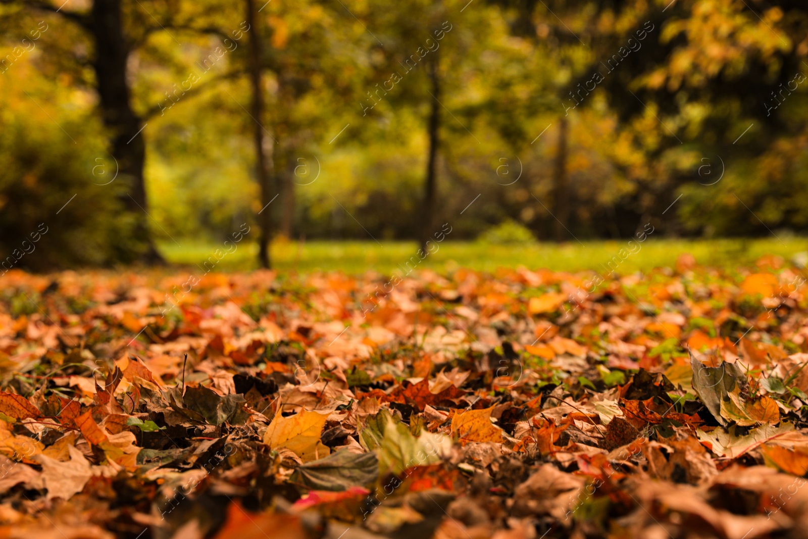 Photo of Dry leaves on ground in forest on autumn day