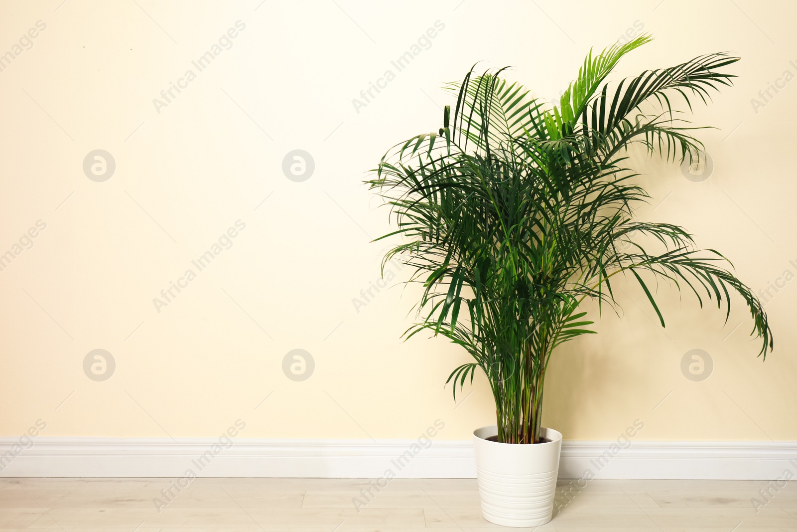 Photo of Tropical plant with lush leaves on floor near light yellow wall. Space for text