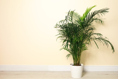 Tropical plant with lush leaves on floor near light yellow wall. Space for text