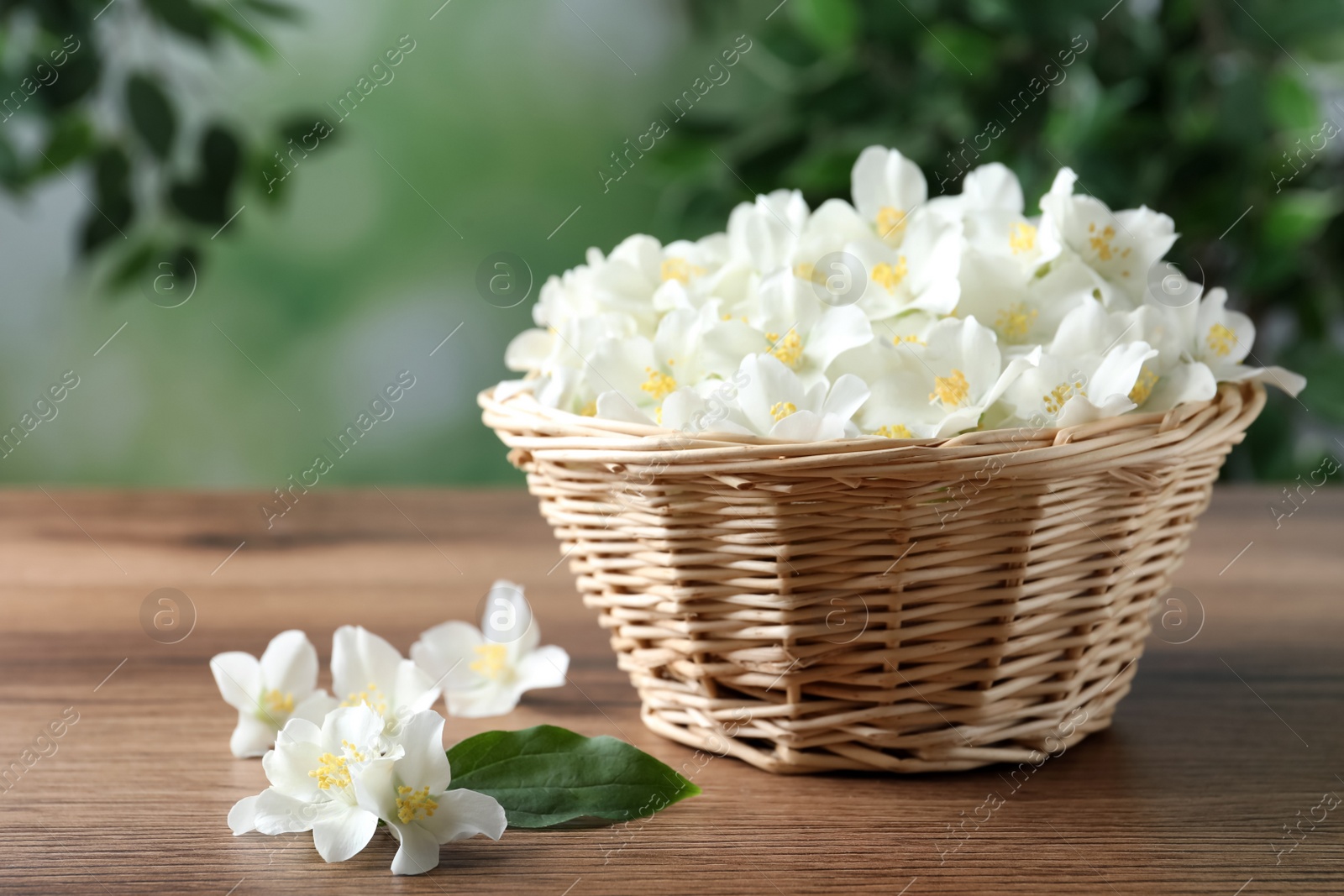 Photo of Wicker bowl with beautiful jasmine flowers on wooden table. Space for text