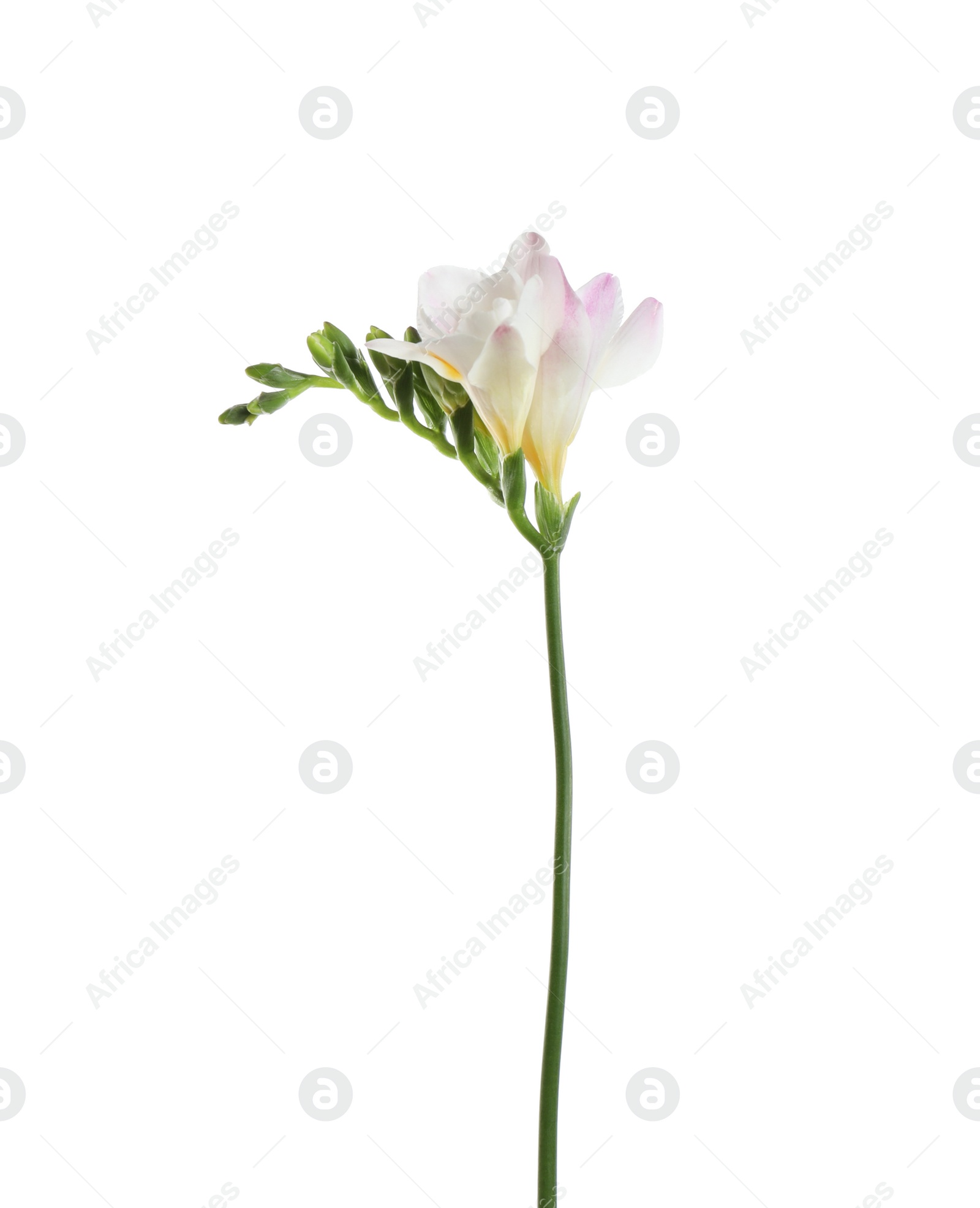 Photo of Beautiful tender freesia flower isolated on white