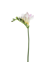 Beautiful tender freesia flower isolated on white