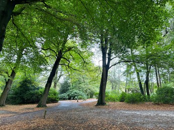 Photo of Many high green trees and pathway in beautiful park