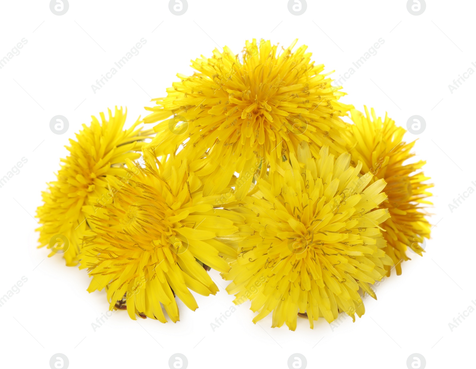 Photo of Beautiful blooming yellow dandelions on white background