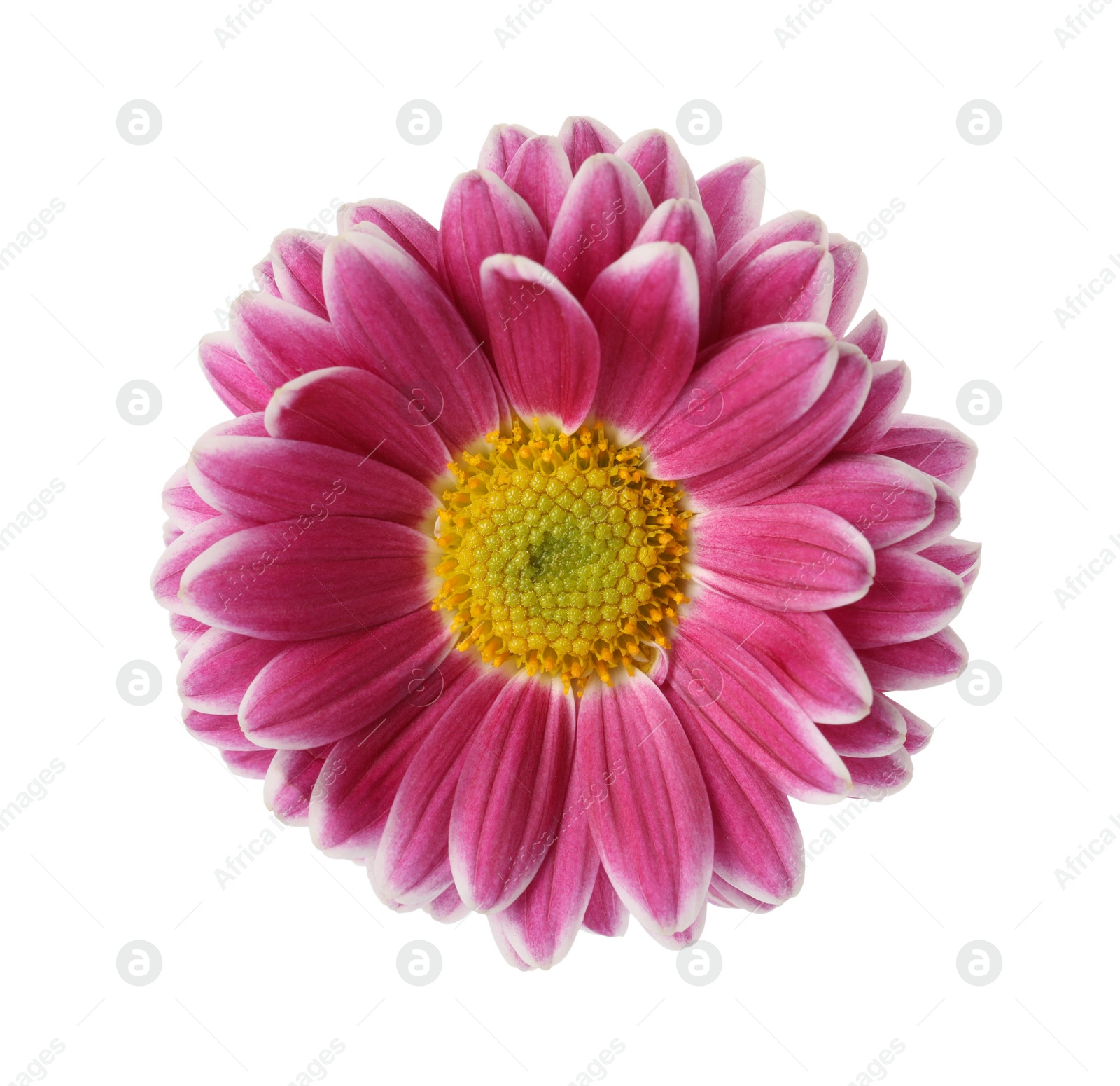 Photo of Beautiful blooming chrysanthemum flower isolated on white