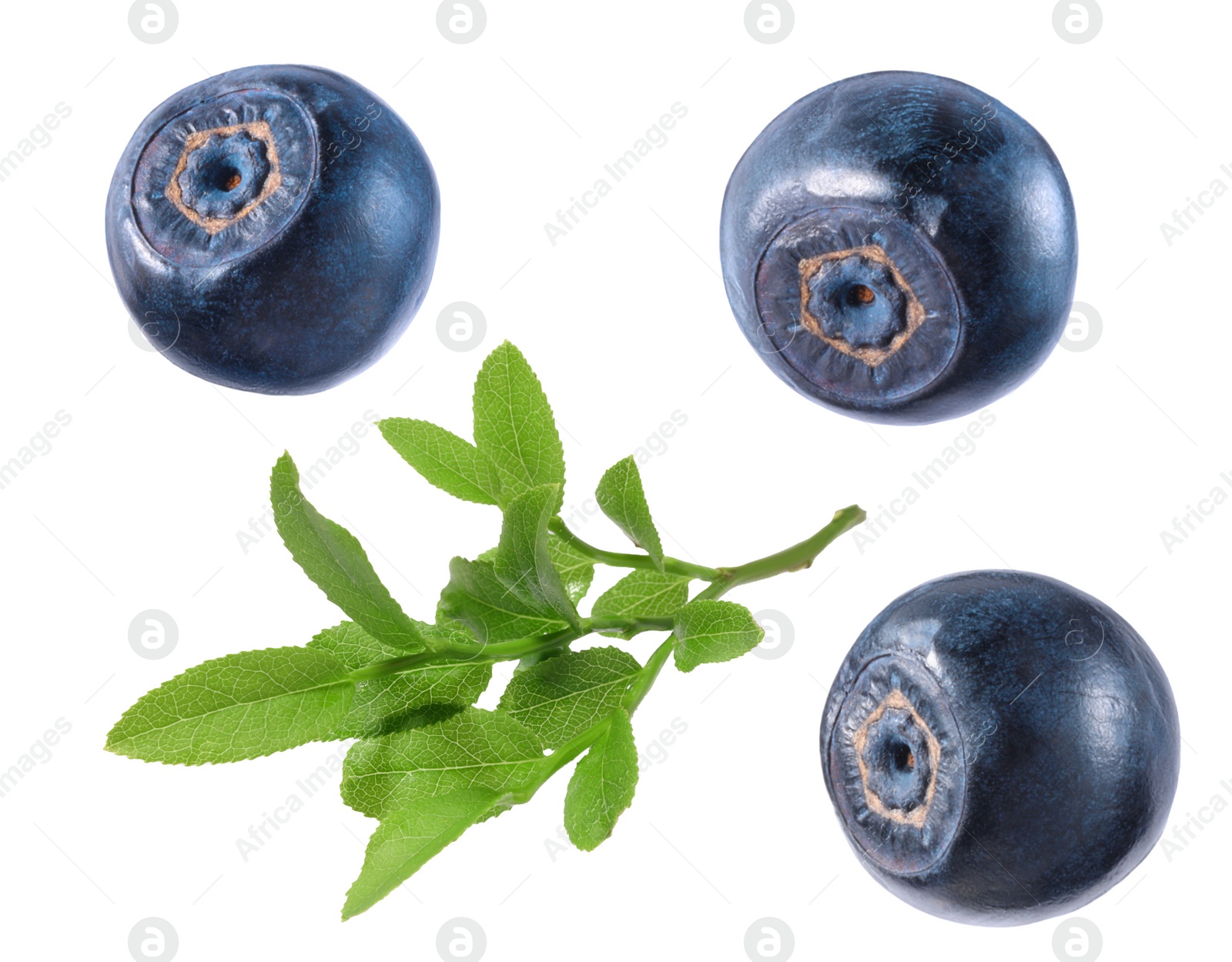 Image of Set with fresh ripe bilberries and green leaves isolated on white