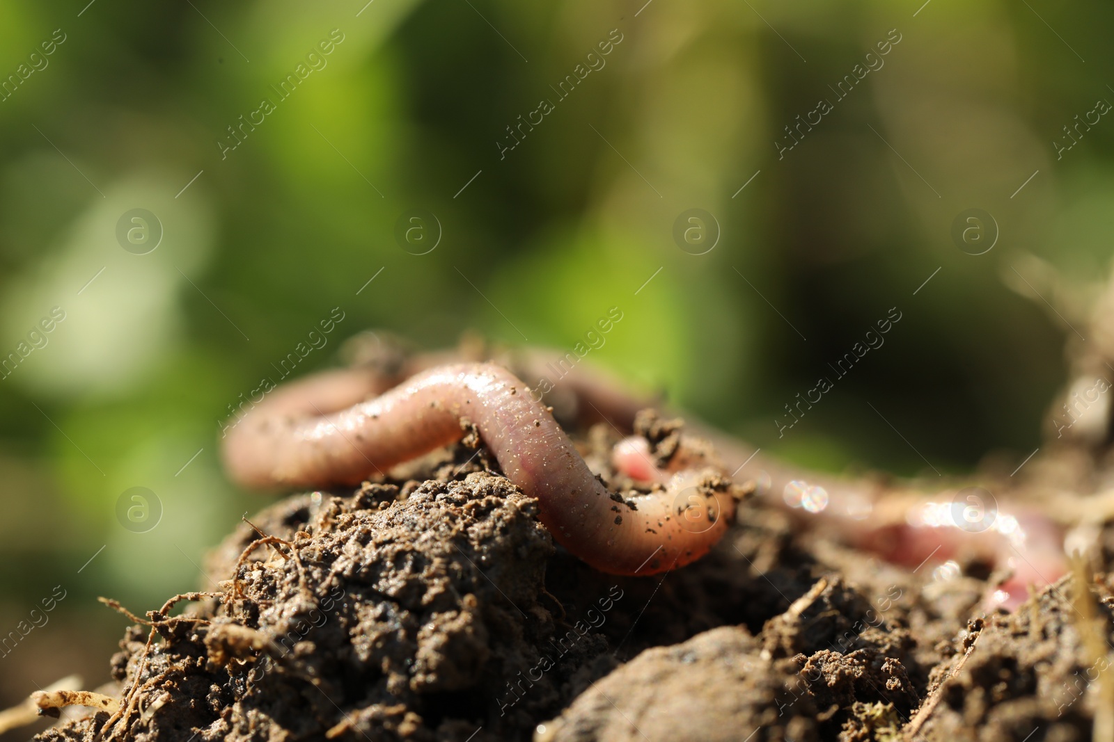 Photo of One worm crawling in wet soil on sunny day, closeup. Space for text
