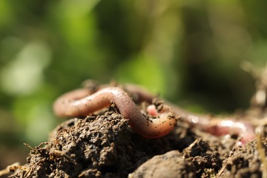 Photo of One worm crawling in wet soil on sunny day, closeup. Space for text