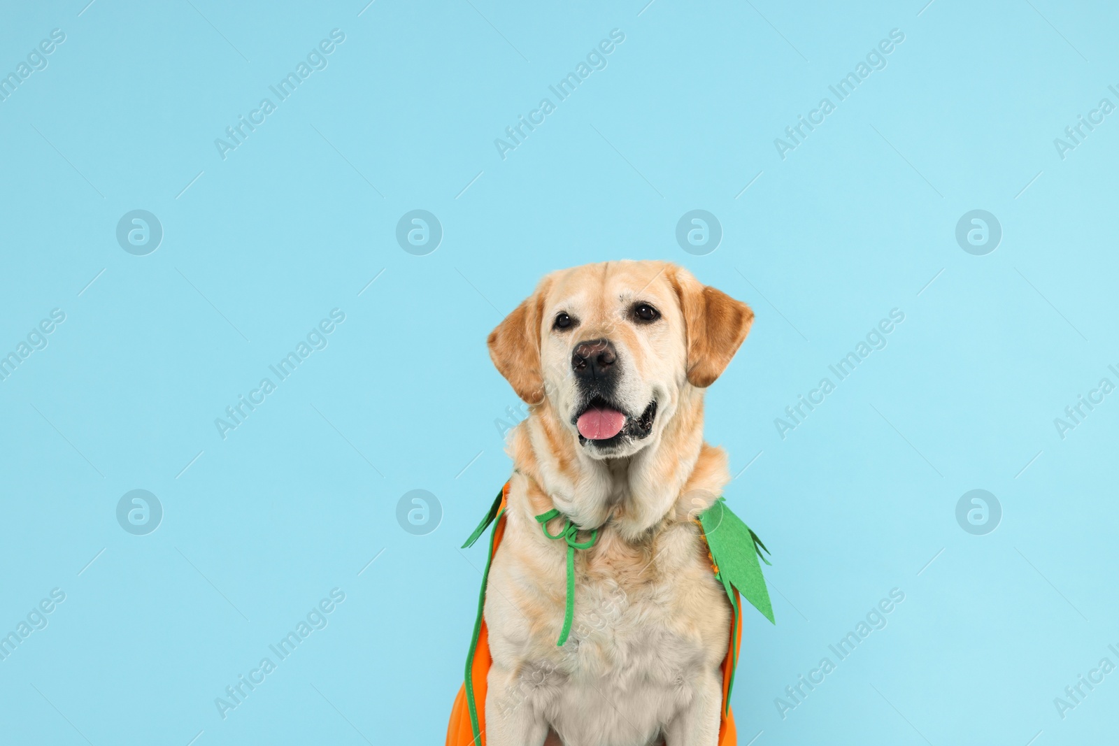 Photo of Cute Labrador Retriever dog in Halloween costume on light blue background