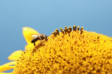Photo of Honeybee collecting nectar from sunflower against light blue sky, closeup. Space for text