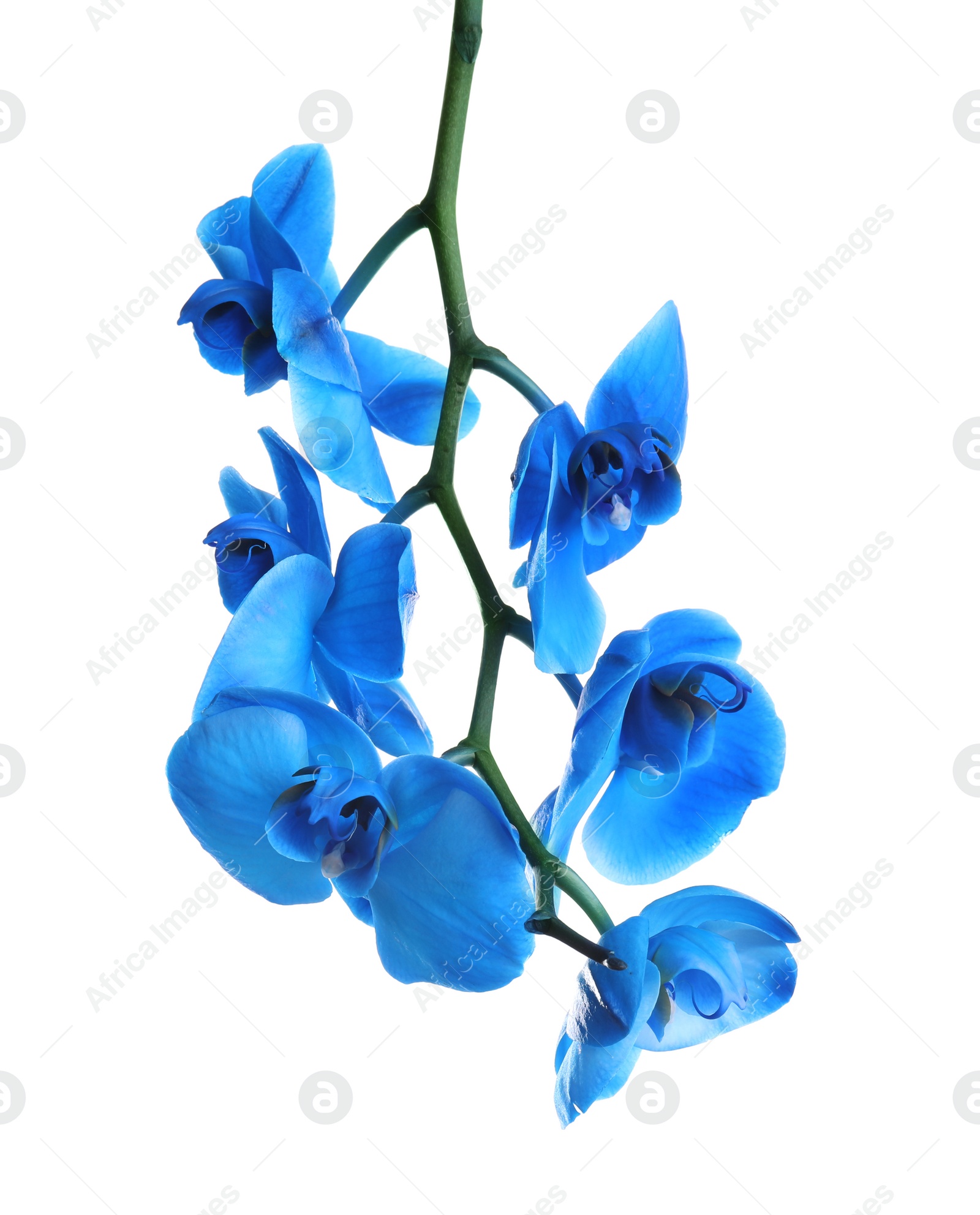 Photo of Branch with beautiful tropical orchid flowers on white background