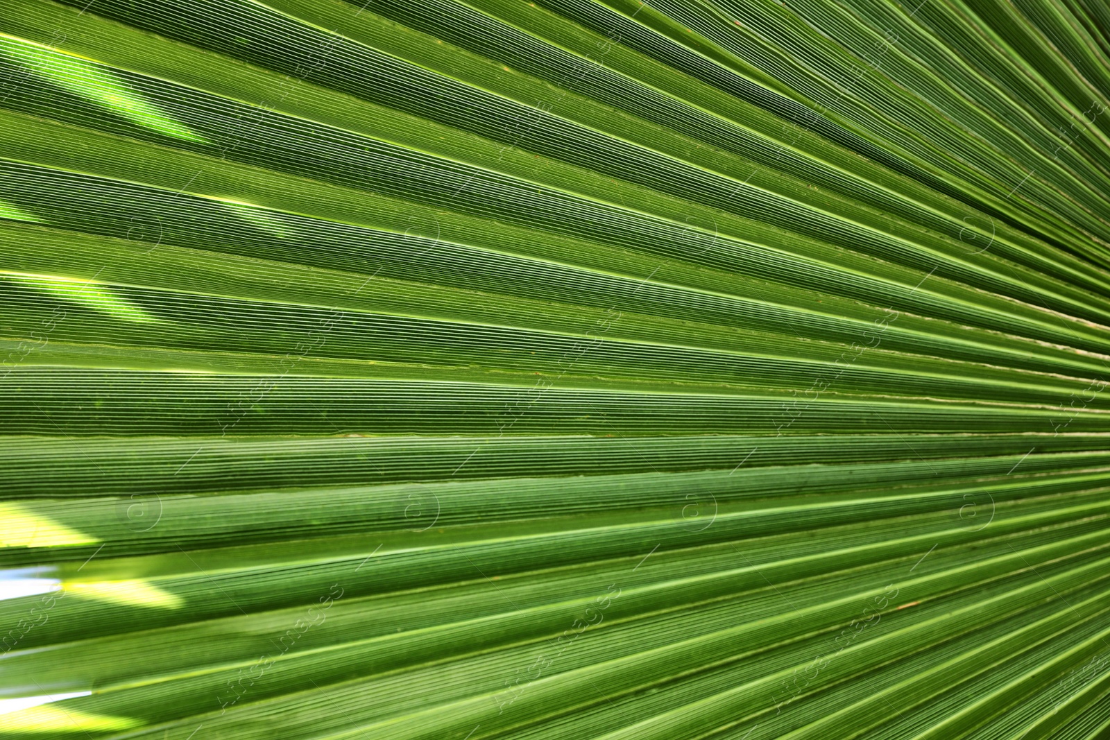 Photo of Closeup view of lush palm leaf as background