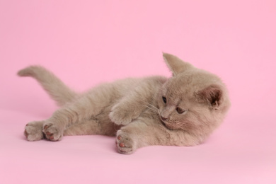 Photo of Scottish straight baby cat on pink background