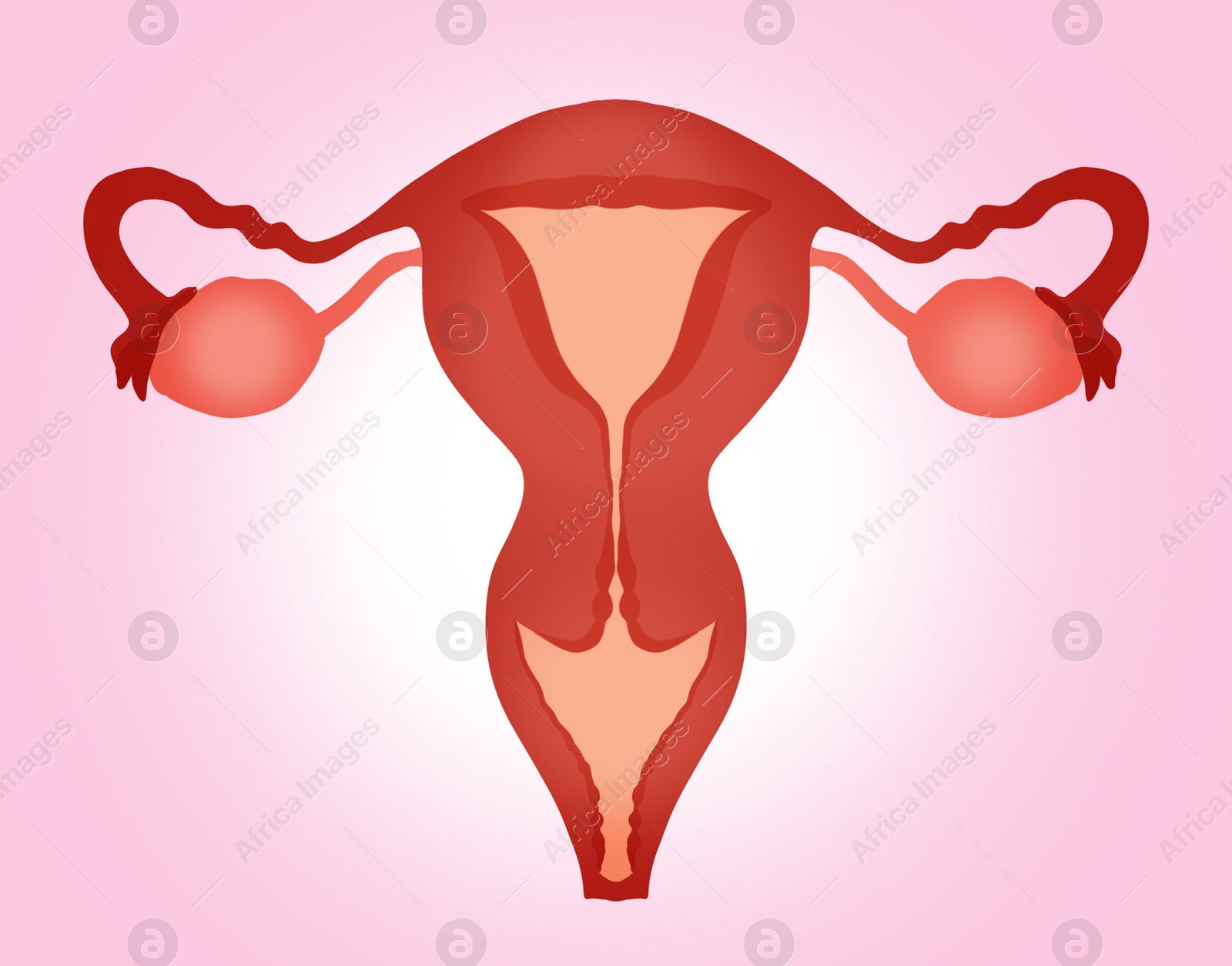 Image of Female reproductive system on pink gradient background, illustration