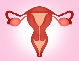 Image of Female reproductive system on pink gradient background, illustration