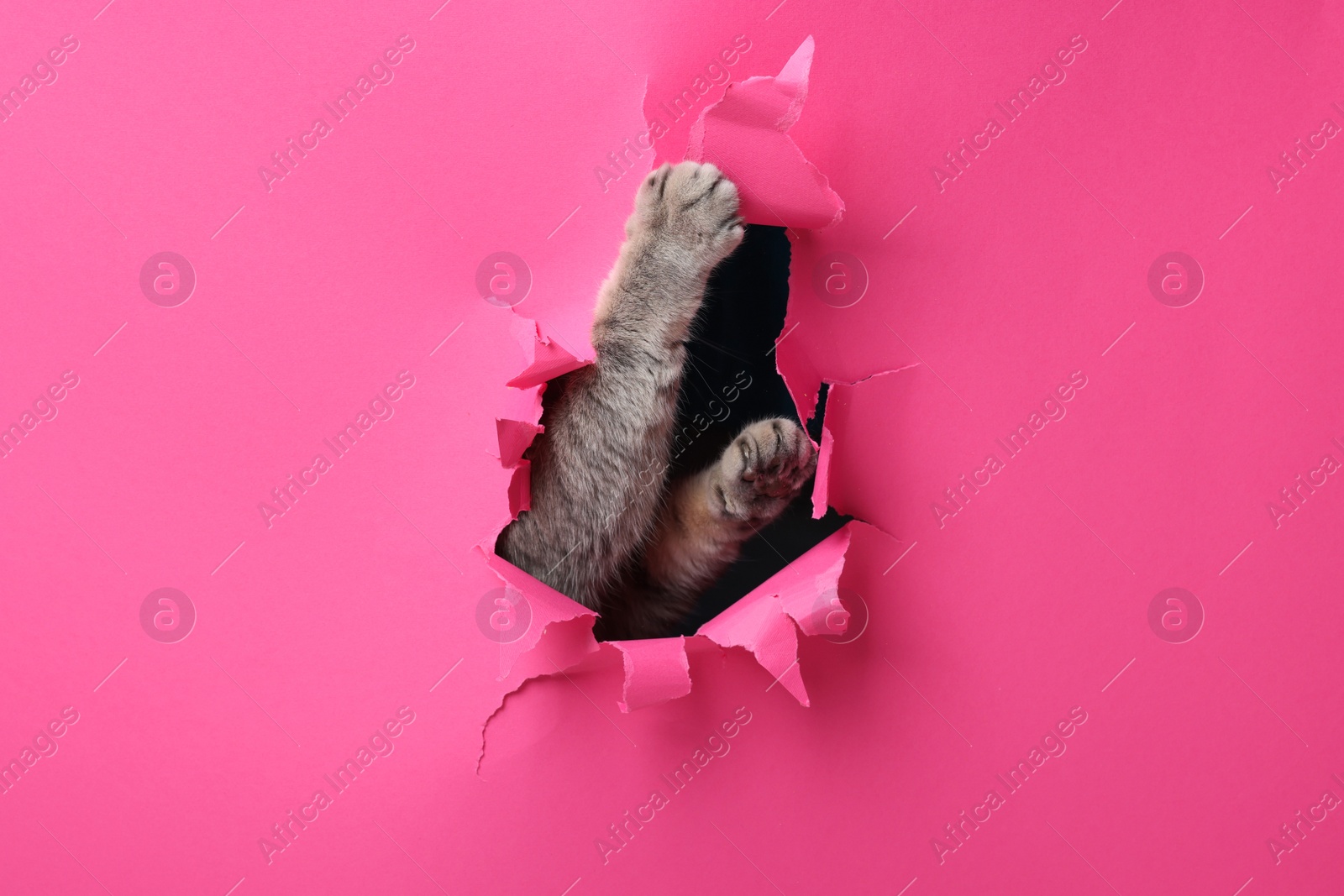 Photo of Cute grey cat peeking out hole in pink paper