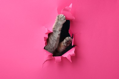 Photo of Cute grey cat peeking out hole in pink paper