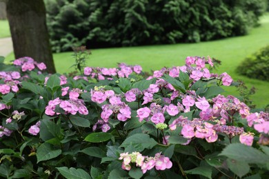 Beautiful blooming hydrangeas in garden. Landscape design