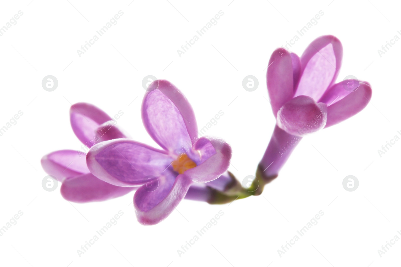 Photo of Branch with lilac flowers on white background