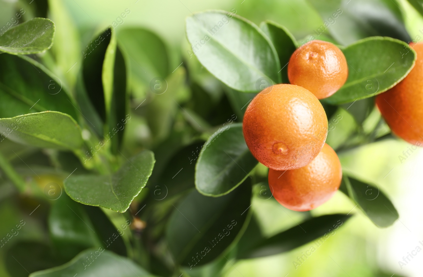 Photo of Citrus fruits on branch against blurred background. Space for text