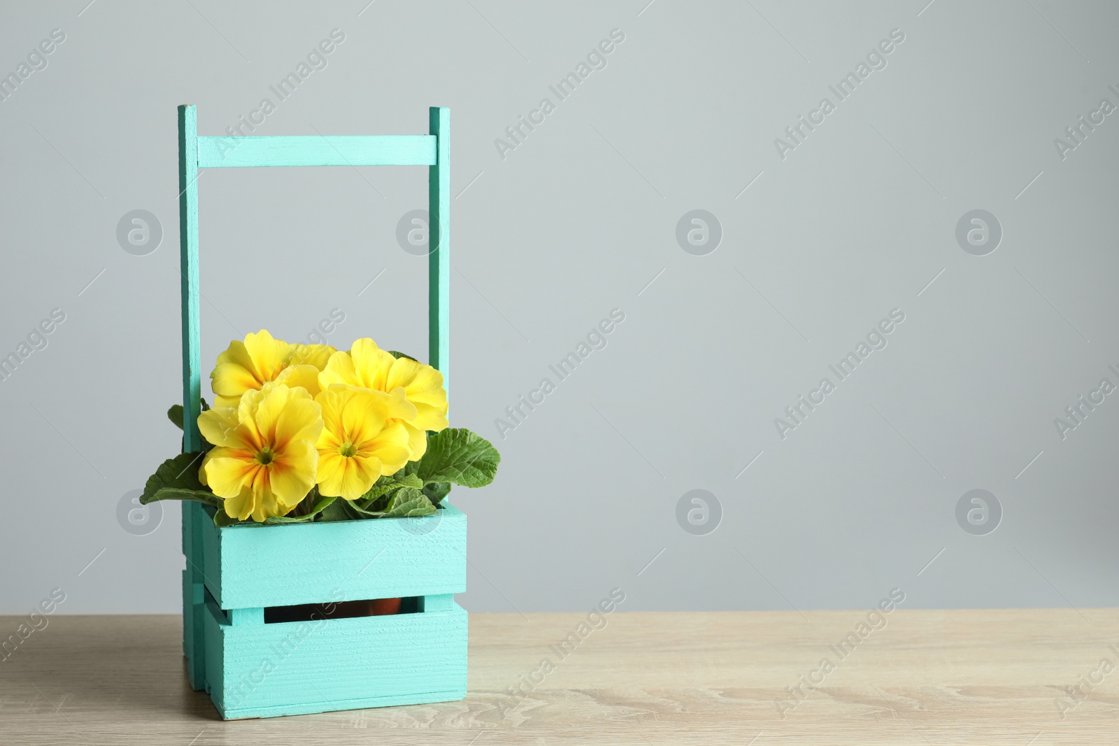 Photo of Beautiful yellow primula (primrose) flower in wooden crate on table, space for text. Spring blossom