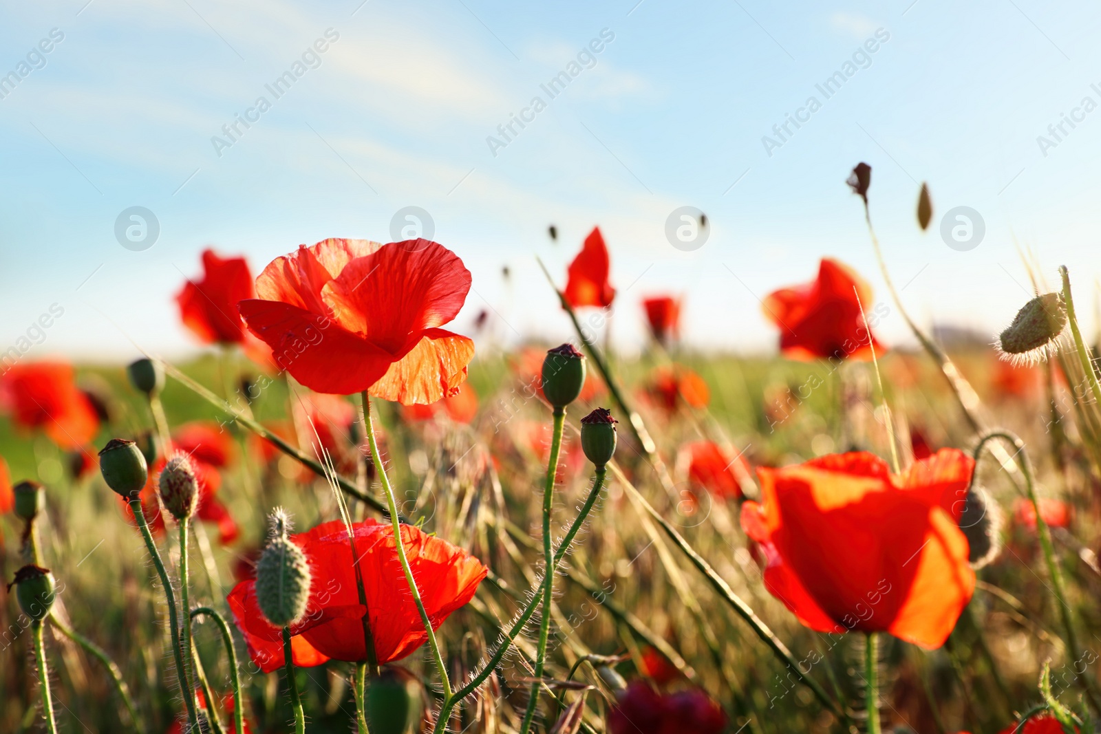 Photo of Beautiful blooming red poppy flowers in field on sunny day