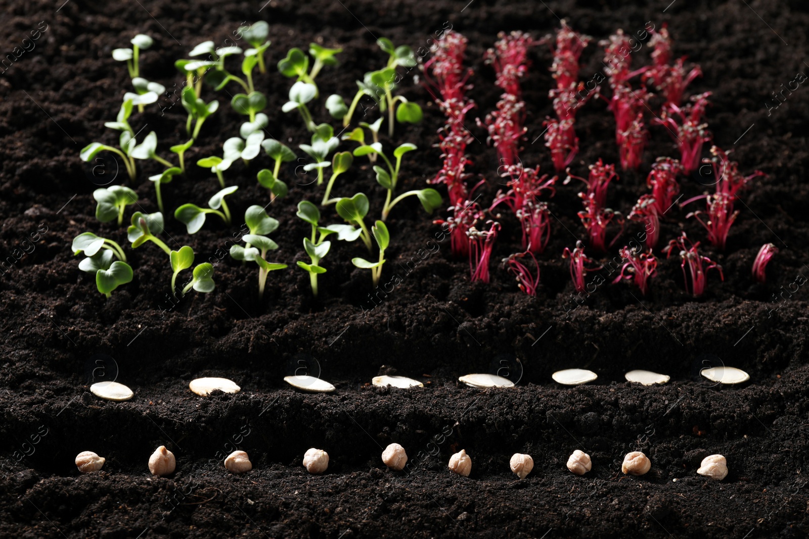 Photo of Many seeds and vegetable seedlings in fertile soil