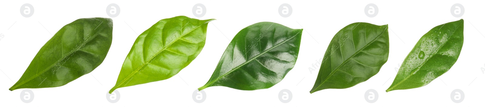 Image of Set with fresh green leaves of coffee plant on white background. Banner design