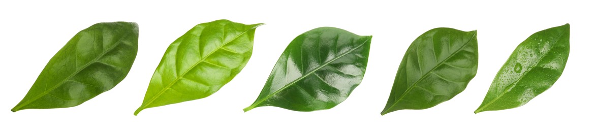 Image of Set with fresh green leaves of coffee plant on white background. Banner design