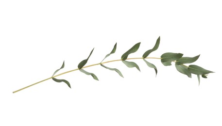 Eucalyptus branch with fresh leaves isolated on white