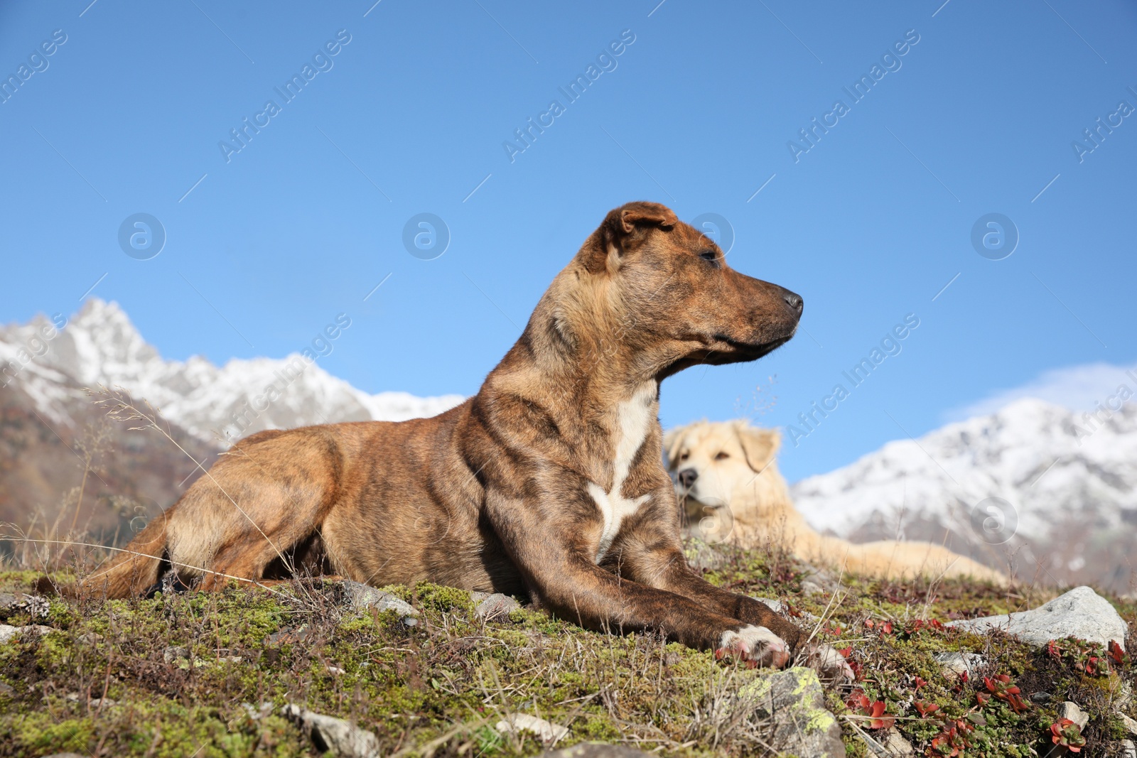 Photo of Adorable dogs in mountains on sunny day