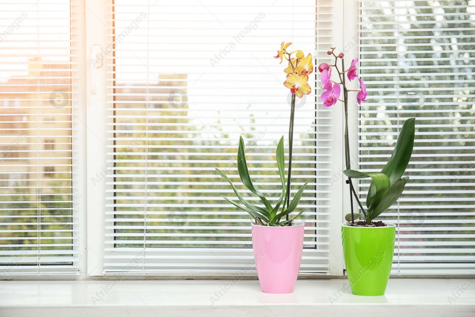 Photo of Beautiful tropical orchid flowers in pots on windowsill. Space for text