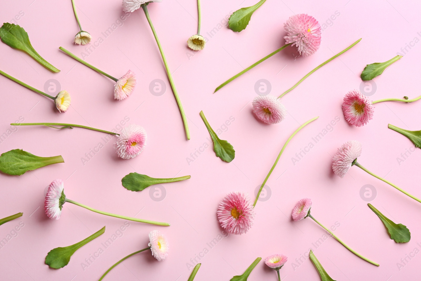 Photo of Flat lay composition with blooming daisies on color background. Spring flowers