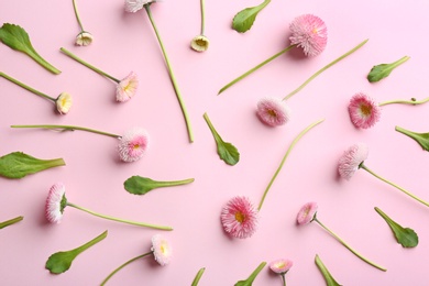 Flat lay composition with blooming daisies on color background. Spring flowers