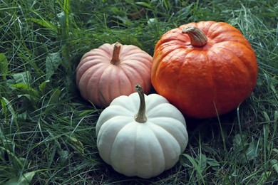 Photo of Different ripe pumpkins among green grass outdoors
