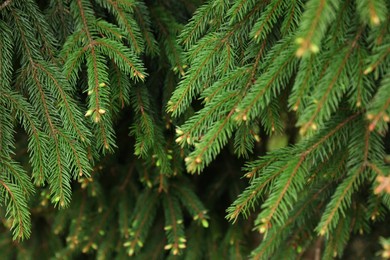 Photo of Green branches of beautiful conifer tree with small cones outdoors, closeup