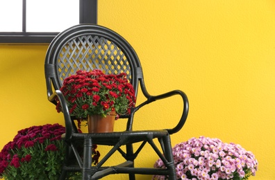 Photo of Beautiful composition with chrysanthemum flowers near colorful wall. Space for text