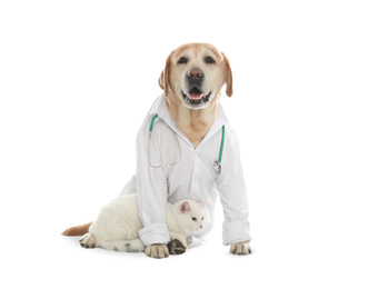 Photo of Cute Labrador dog in uniform with stethoscope as veterinarian and cat on white background