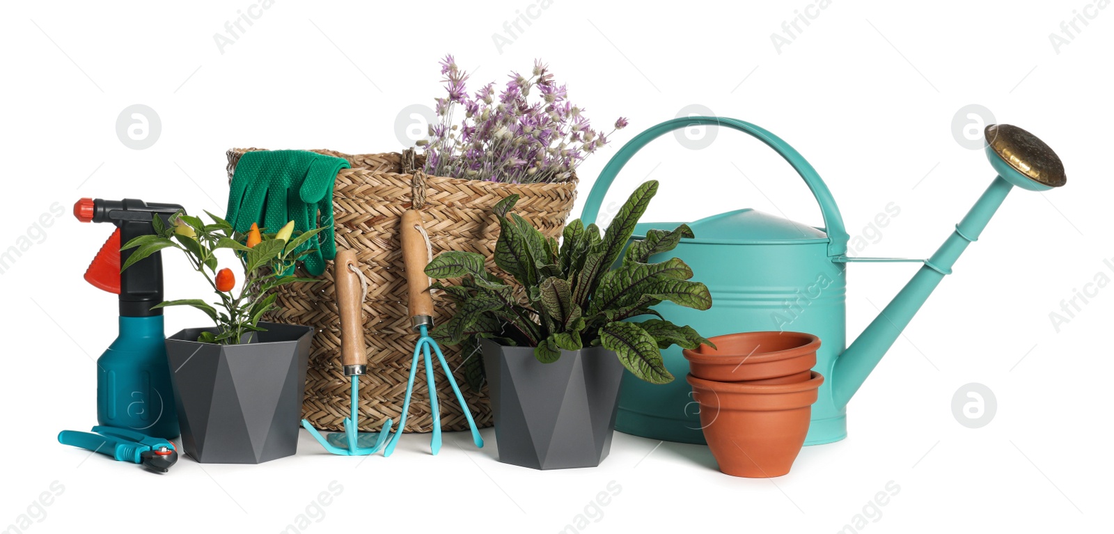 Photo of Gardening tools and houseplants on white background