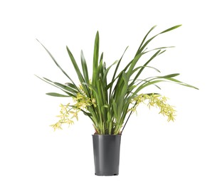 Photo of Vanilla orchid plant with yellow flowers in pot isolated on white