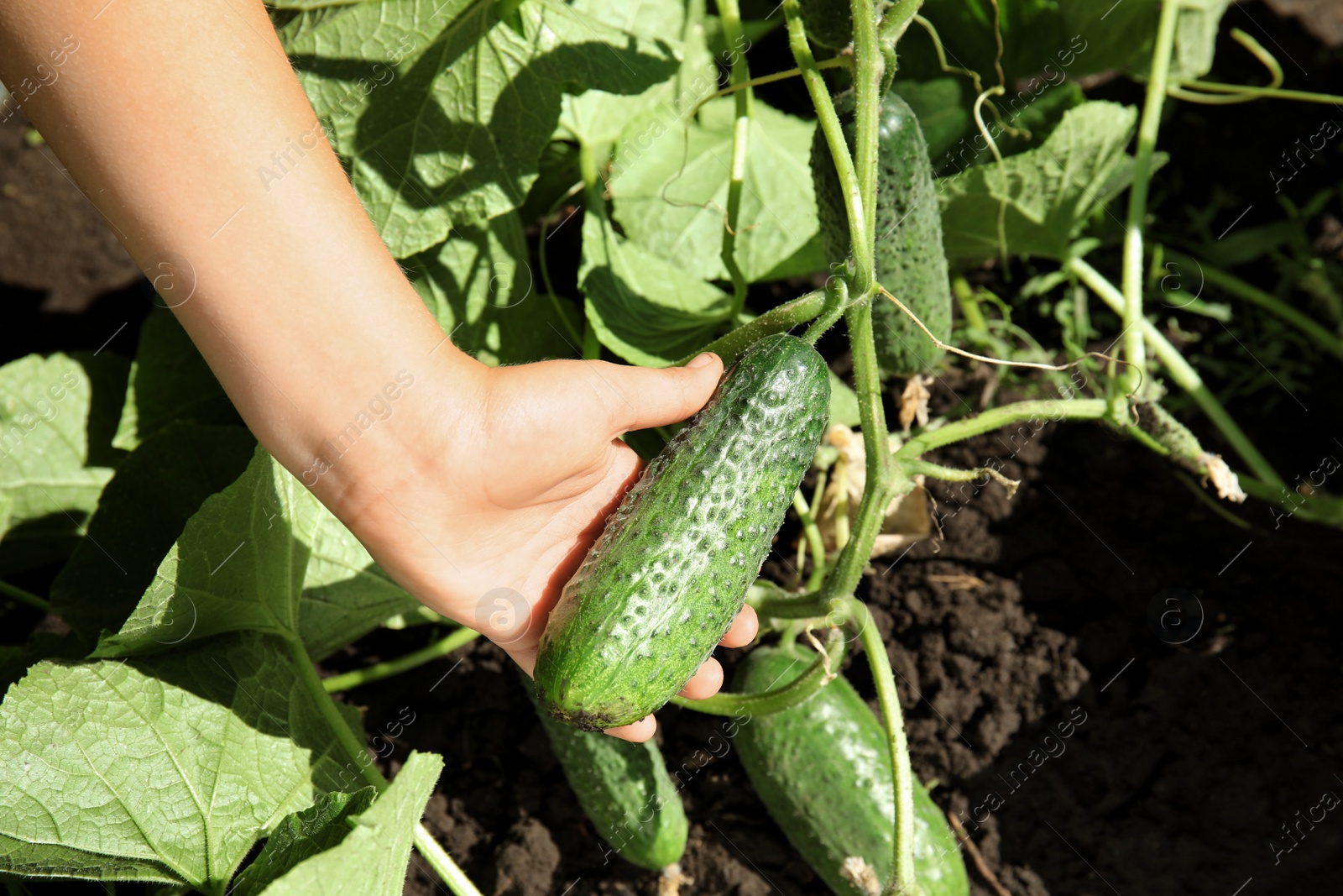 Photo of Man holding ripe cucumber in garden on sunny day