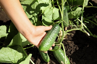 Photo of Man holding ripe cucumber in garden on sunny day