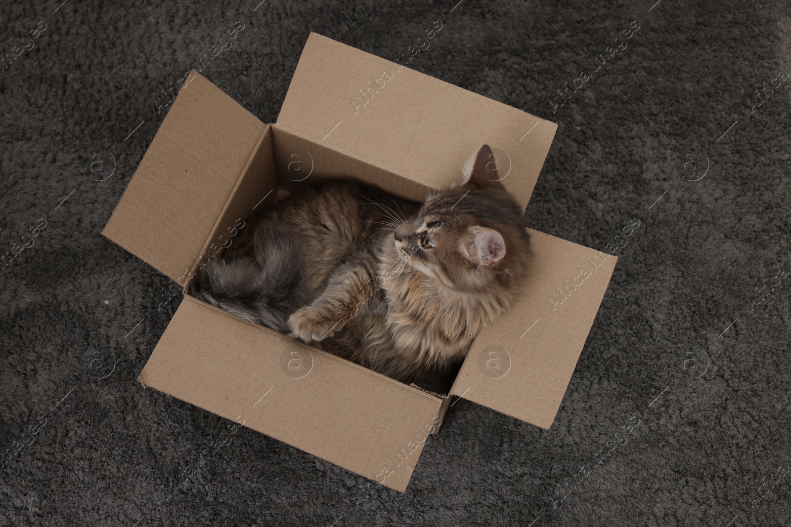 Photo of Cute fluffy cat in cardboard box on carpet, top view