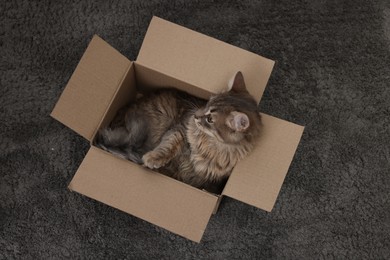 Cute fluffy cat in cardboard box on carpet, top view