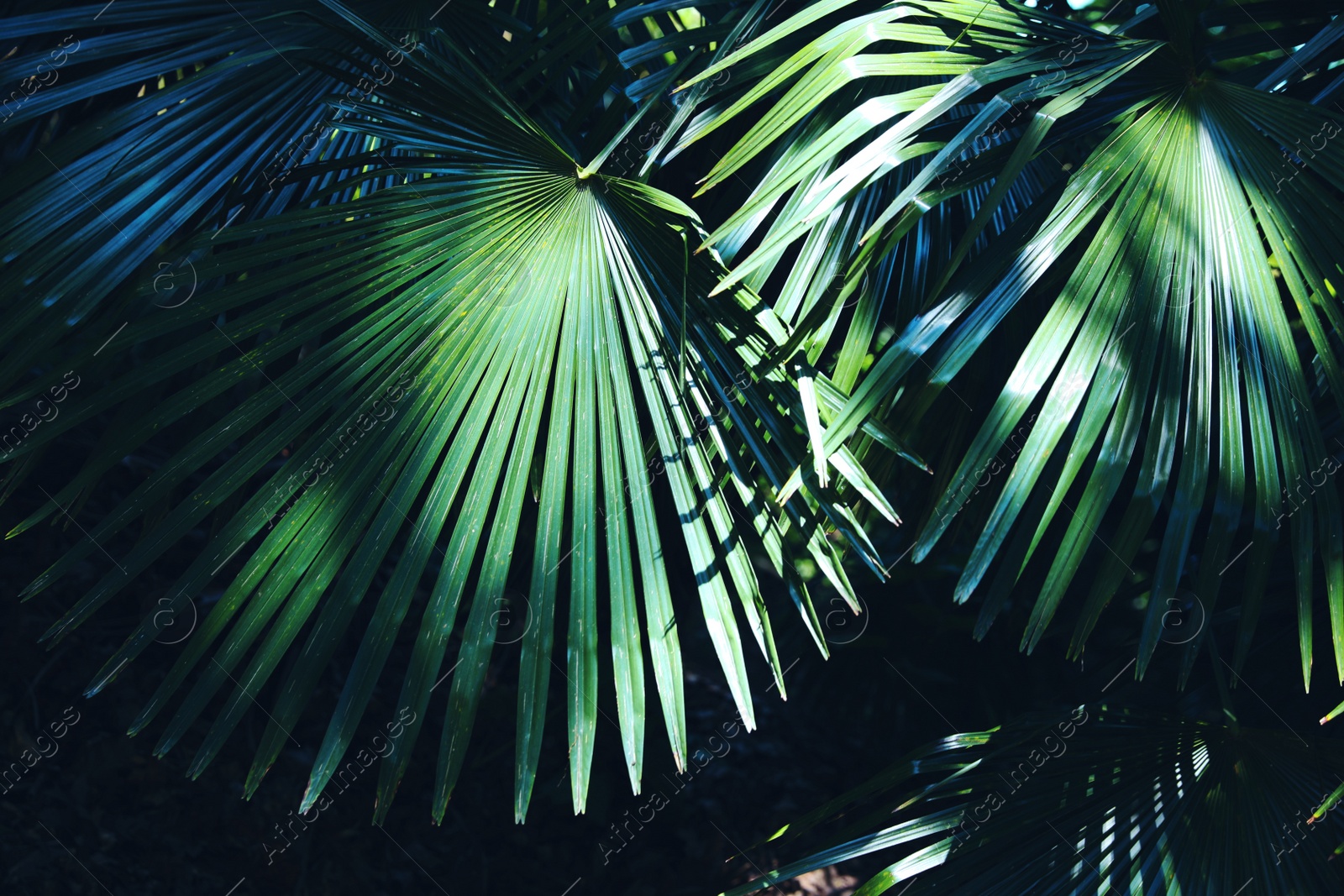 Photo of Beautiful tropical plant with green leaves outdoors