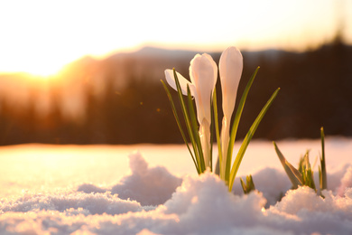 Photo of Beautiful crocuses growing through snow, space for text. First spring flowers