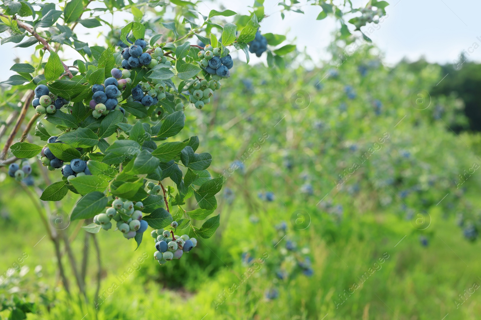 Photo of Bush of wild blueberry with berries growing outdoors, space for text